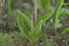 Ophioglossum polyphyllum