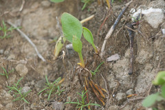Ophioglossum polyphyllum
