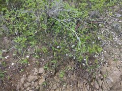 Ophioglossum polyphyllum