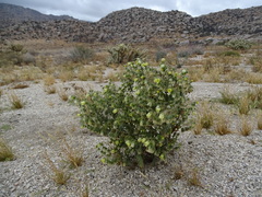 Emmenanthe penduliflora penduliflora