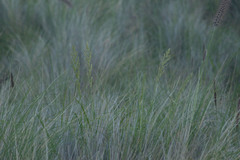 Eragrostis variabilis