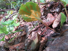 Puccinia oxalidis