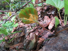 Puccinia oxalidis