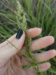 Eragrostis variabilis