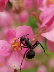 Polyrhachis abdominalis