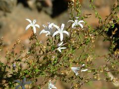 Wahlenbergia tenella