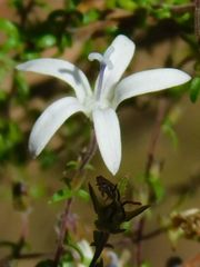 Wahlenbergia tenella