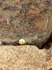 Diaea puncta