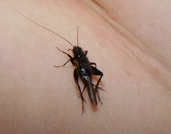 Stenonemobius bicolor