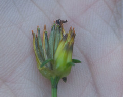 Bidens asymmetrica