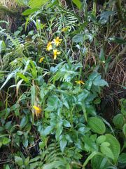 Bidens asymmetrica