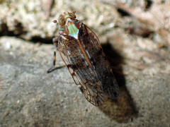 Koroana lanceloti