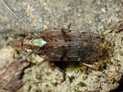 Koroana lanceloti