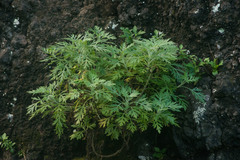 Artemisia australis