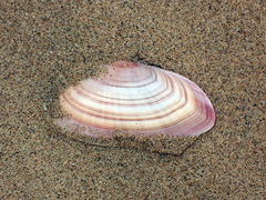 Gari convexa