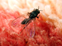 Austrosimulium