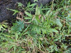 Diplazium esculentum