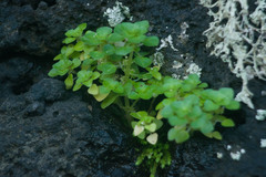 Pilea peploides