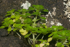 Pilea peploides