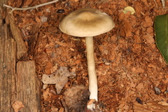 Entoloma griseum