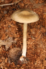 Entoloma griseum