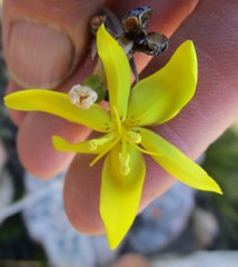 Bobartia macrospatha