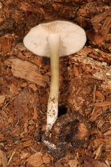 Entoloma griseum