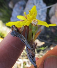 Bobartia macrospatha