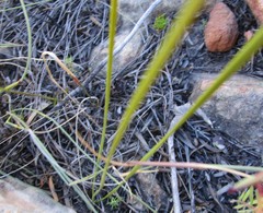 Bobartia macrospatha