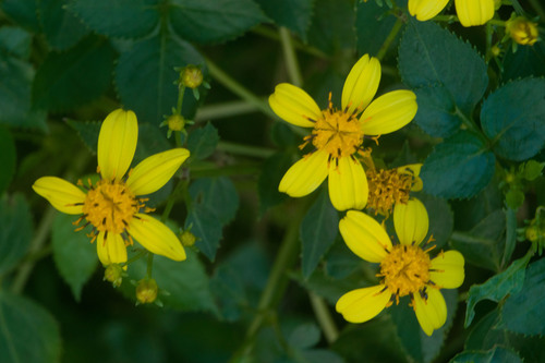 Bidens asymmetrica observed 2022-01-15