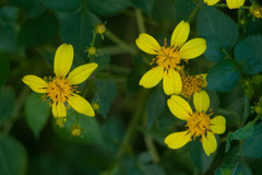 Bidens asymmetrica