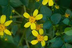 Bidens asymmetrica