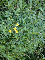 Bidens asymmetrica