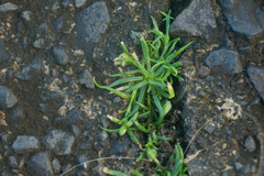 Sagina japonica