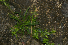 Sagina japonica