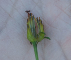 Bidens asymmetrica