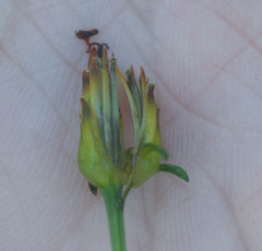 Bidens asymmetrica