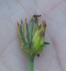 Bidens asymmetrica