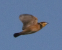 Ploceus benghalensis