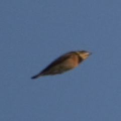 Ploceus benghalensis