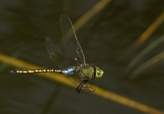 Anax indicus