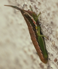 Neorthacris acuticeps