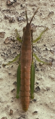 Neorthacris acuticeps