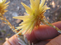 Syncarpha ferruginea