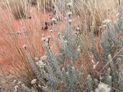 Dicrastylis lewellinii