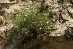 Dianthus caucaseus