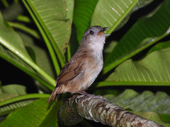 Malacocincla sepiaria