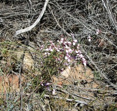 Polygala wittebergensis