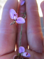 Polygala wittebergensis