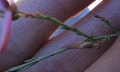 Polygala wittebergensis